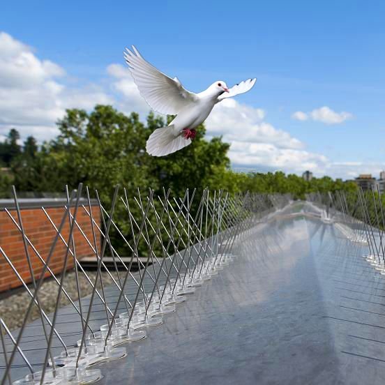 Bird spikes installed on parapet wall – Miyapur apartment - JNS Safety Nets Hyderabad