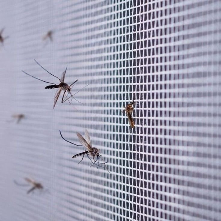 Mosquito nets installed on windows and doors in Hyderabad by JNS Safety Nets